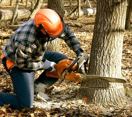 Tree Removal in Savannah, NY